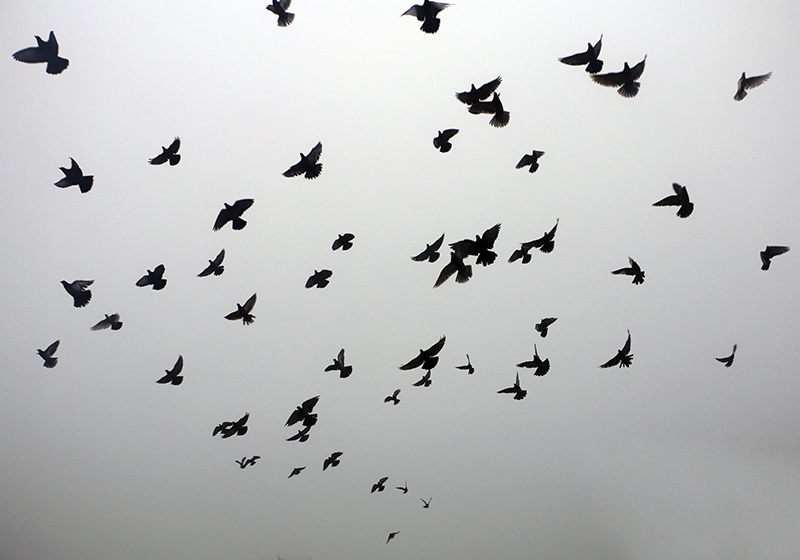 Tapis vinyle autres tapis motif d'oiseaux volants - TenStickers